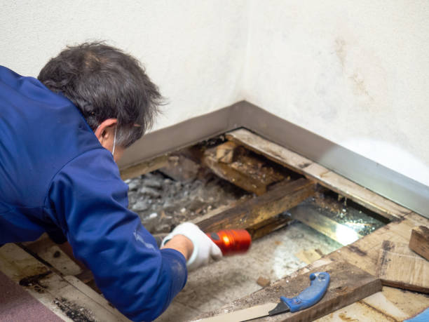 Best Attic Mold Removal  in Whitesboro, NJ