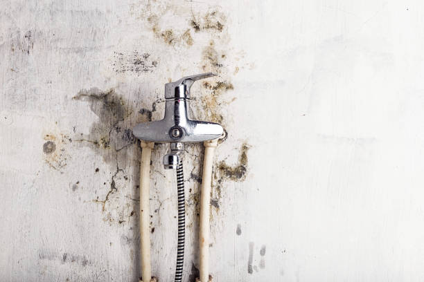 Best Mold Inspection  in Whitesboro, NJ