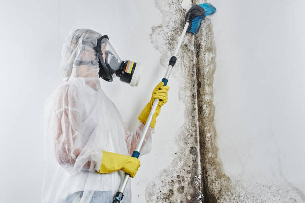Best Office Mold Removal Services  in Whitesboro, NJ