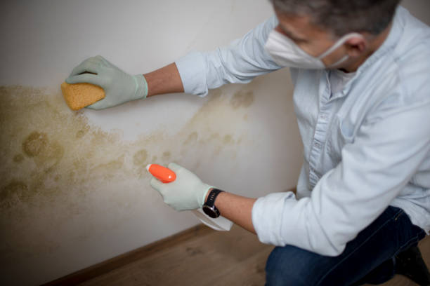 Best Mold Removal Company Near Me  in Whitesboro, NJ