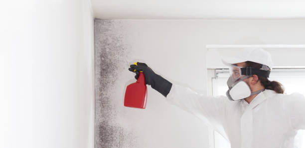 Mold Removal Process in Whitesboro, NJ