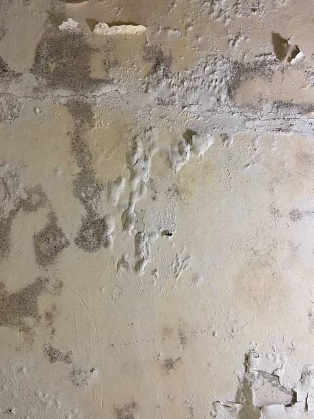 Best Mold Damage Repair  in Whitesboro, NJ