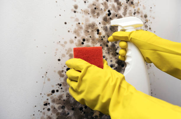Best Emergency Mold Removal  in Whitesboro, NJ