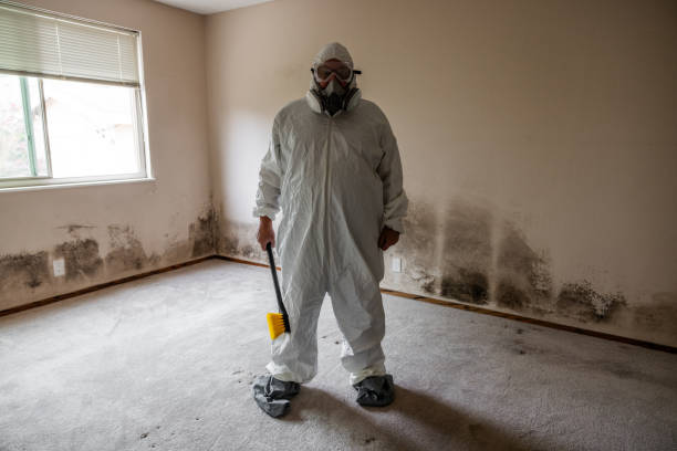 Best Mold Damage Repair  in Whitesboro, NJ