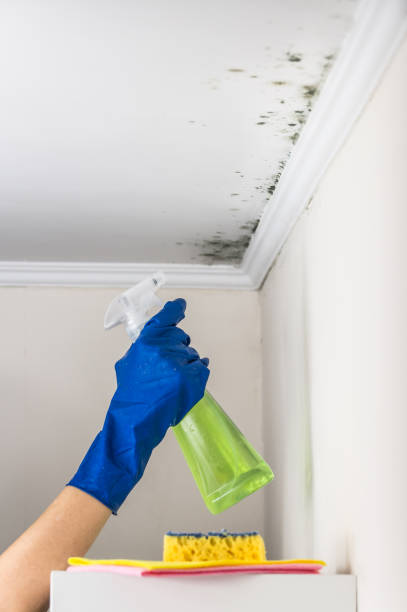 Best Mold Removal Process  in Whitesboro, NJ