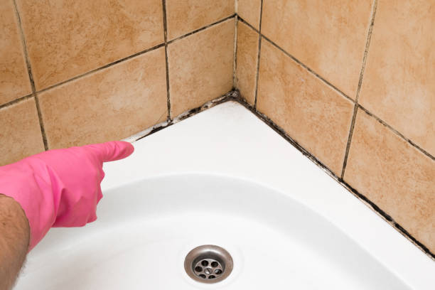Best Local Mold Removal Service  in Whitesboro, NJ