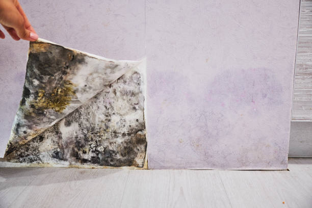 Best Affordable Mold Removal  in Whitesboro, NJ